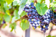 Close up of blue colored bunches of grapes hanging on a vine plant in September before harvest