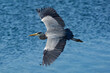 heron wingspan