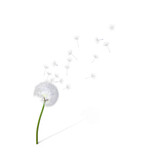 Fototapeta Dmuchawce - dandelion seeds on transparent background