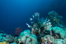 A Lionfish In The Clear Water Of The Andaman Sea / Thailand