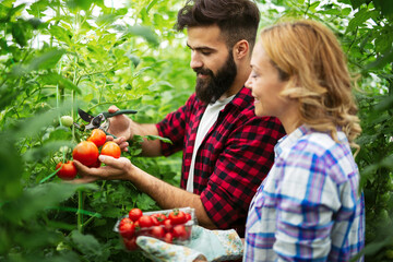 Wall Mural - Young couple of farmers working in greenhouse, with organic bio tomato.