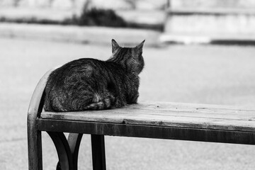 Poster - cat sits on a bench near the house