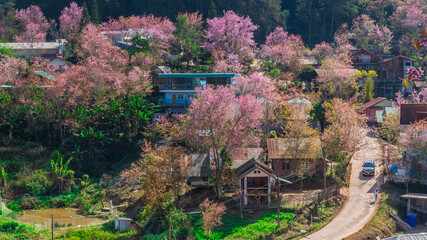 landscape of Beautiful Wild Himalayan Cherry Blooming pink Prunus cerasoides flowers at Phu Lom Lo Loei and Phitsanulok of Thailand