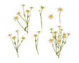 Сhamomile isolated on white background, daisy set, field flowers, wild flowers, png illustration.