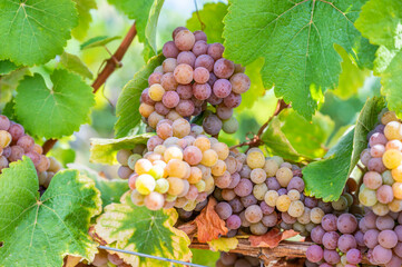 Close-up Yellow purple bunches of grapes hang on a vine plant in September before harvest, green leaves in front