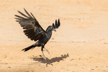 Australian Raven Landing On Outback Soil