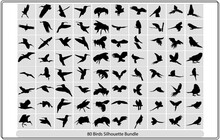 Collection Of Different Birds Silhouettes  Position.