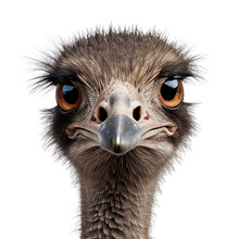 Ostrich Face Shot Isolated On Transparent Background Cutout
