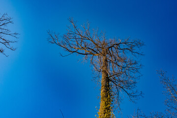 Canvas Print - Bäume im Mischwald