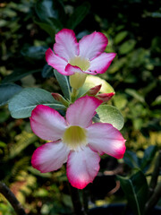 Wall Mural - Pink Adenium Obesum flowers on natural light background.