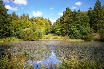 Wall Mural - distant people walking on a warm summers afternoon through a countryside woodland park with a lake i