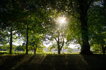 Wall Mural - the warm rays of summer sun shining through the leaves of a tree canopy with bright sunlight in the 
