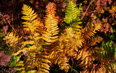 Wall Mural - the bright golden yellow, orange and red bracken leaves in fall, autumn in the english countryside.