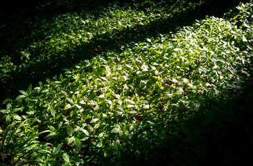Wall Mural - strong sunlight o the fresh green growth growing on the woodland floor in summer with dark shadows o