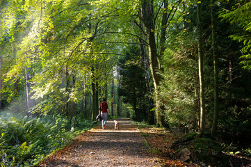 Wall Mural - a woman walking her dog on a peaceful summer evening through woodland in an english countryside park