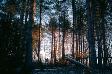 Wall Mural - warm winter sunlight of sunset on the tall pine trees of a pine forest in woodland in the english co