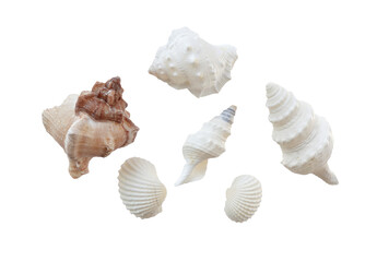 Wall Mural - isolated seashells on transparency png file summer decoration