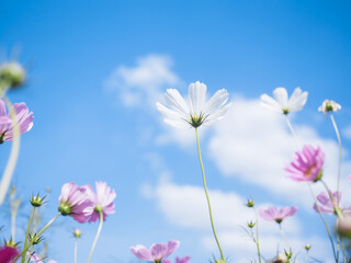 Wall Mural - Pink cosmos flower in the garden