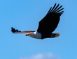 Fish eagle in flight