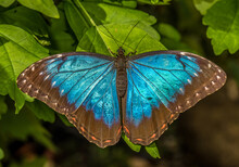Blue Morpho Butterfly - Morpho Peleides