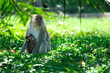 Female macaque and its baby