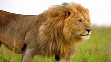 Male Lion With An Impressive Mane Walking Alone In The Savannah, Profile View Bokeh Shot In The Wilderness, Leadership Concept
