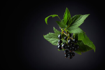 Poster - Branch of black currant with leaves and ripe juicy berries on a black background.