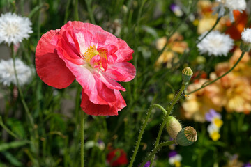 Sticker - Poppy flowers or papaver rhoeas poppy in garden, early spring on a warm sunny day, against a bright blue sky. High quality photo