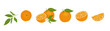 Fresh Orange slices set. Citrus, vitamin c. Vector illustration, isolated on white background