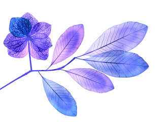 Wall Mural - branch with leaves with texture veins