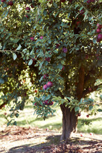 Ripe Plums On Green Branch