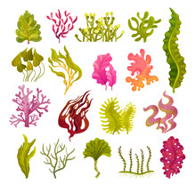 Different Algae And Seaweeds Growing On Ocean Bottom Big Vector Set