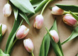 Tulipany tło