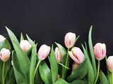 Fototapeta Tulipany - Różowe tulipany na czarnym tle