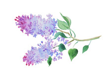 Lilac, Lilacs Illustration, Purple Flowers, Floral Painting, Blossom ,watercolor Illustration
