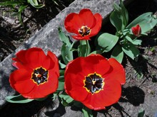 Three Red Bright Fully Bloomed Tulips In A Garden Or Park Flower Bed In Sunlight Top View, Opened Buds Of Red Tulips In A Detailed Flower Structure, Decorative Spring Flowers