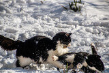 Fototapeta Konie - Black and white cats fight in the snow in winter	
