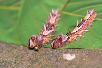 Wall Mural - Butterfly larvae in the Amazon rainforest