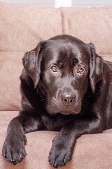 Wall Mural - A dog of the Labrador retriever breed lies on a brown sofa. An animal, a pet at home.