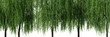 Daytime scene landscape element for 3d Architectural visualization. Weeping willow tree isolated on transparent background. 3d rendering illustration. PNG format
