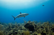 Caribbean Reef Shark in Belize (2)