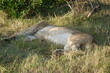 Kenya - Savannah - Lion
