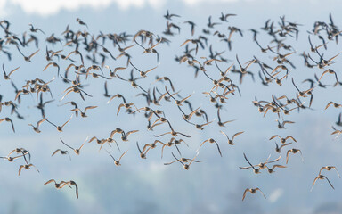 Sticker - Grey Plover, Pluvialis squatarola - Birds in the environment during winter migration