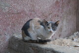 Fototapeta Koty - エジプト・アスワンのストリートで暮らす猫 （2006年12月）