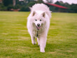Samoyed dog running towards the camera in a park