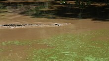 Nile Crocodiles Moving Swiftly Through Muddy Water That Is Covered In Green Algae.