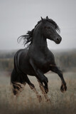 Fototapeta Konie - Friesian black stallion