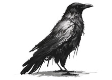 Black Crow Is A Bird Of Prey. Flat Vector Illustration.