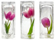 Three beautiful red and purple tulips frozen inside transparent ice cube blocks, isolated, partial transparency, decoration concept