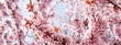 Flowering branches of pink cherry in bright sunlight, web banner, selective focus. Front view